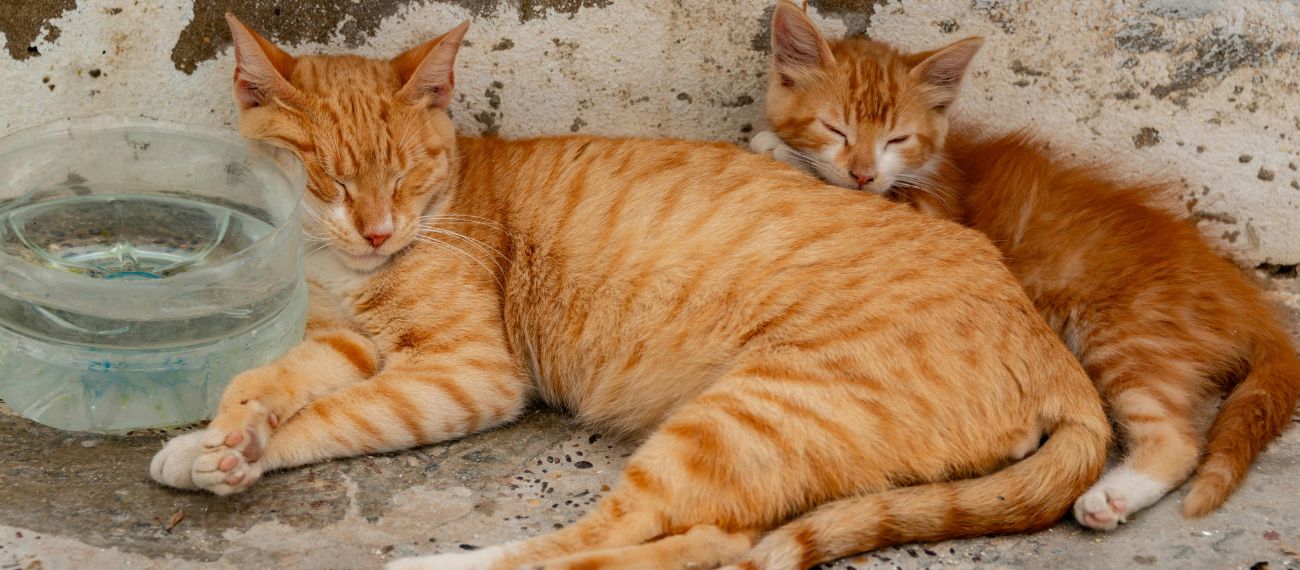 Waarom Toegang tot Schoon Drinkwater Essentieel is voor Katten