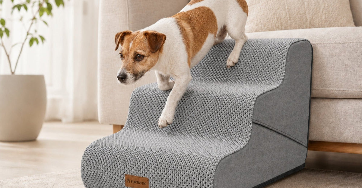 Jack russell loopt een grijze hondentrap af naast de bank
