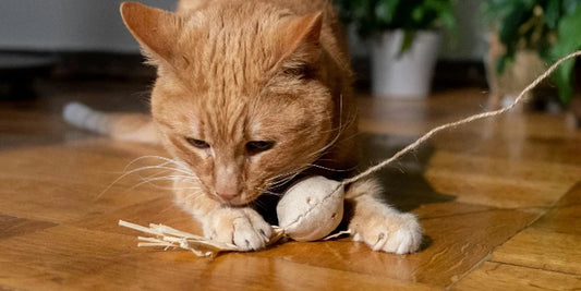 10 Feitjes die je nog niet wist over katten