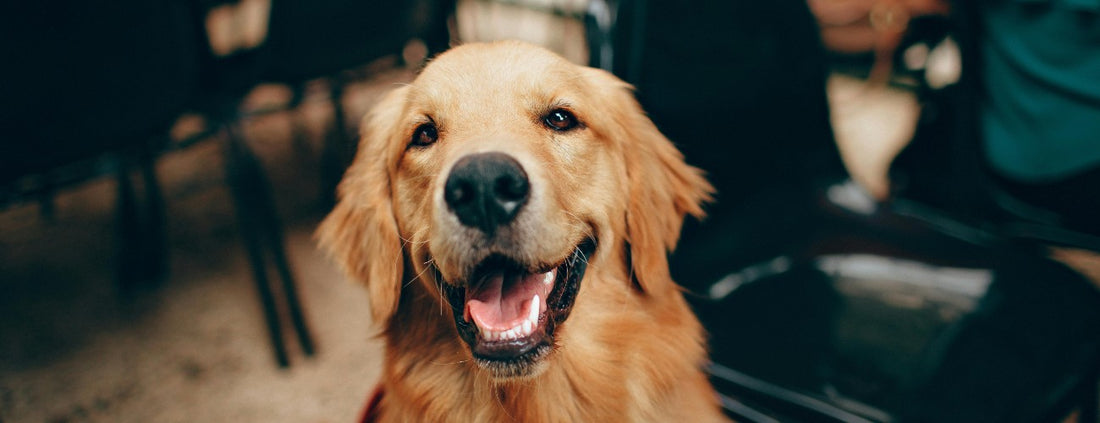 hond gezond en fit houden