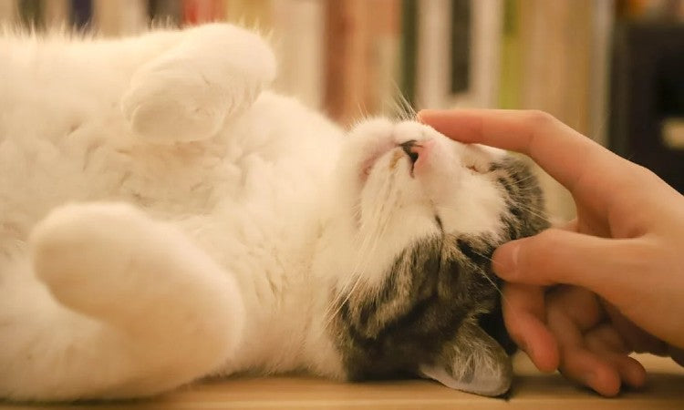 Katten en Stress: Hoe je je kat kunt helpen ontspannen