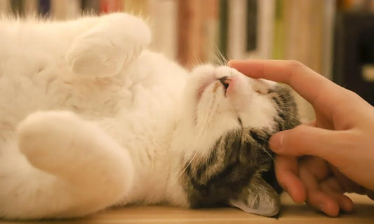 Katten en Stress: Hoe je je kat kunt helpen ontspannen