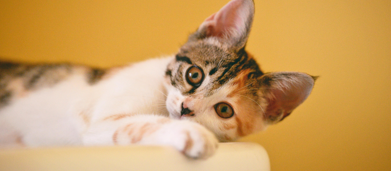 Hoe je je kat gezond houdt: tips en advies