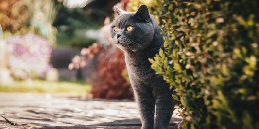 Hoe je je tuin katvriendelijk maakt: Tips voor een veilige speelomgeving