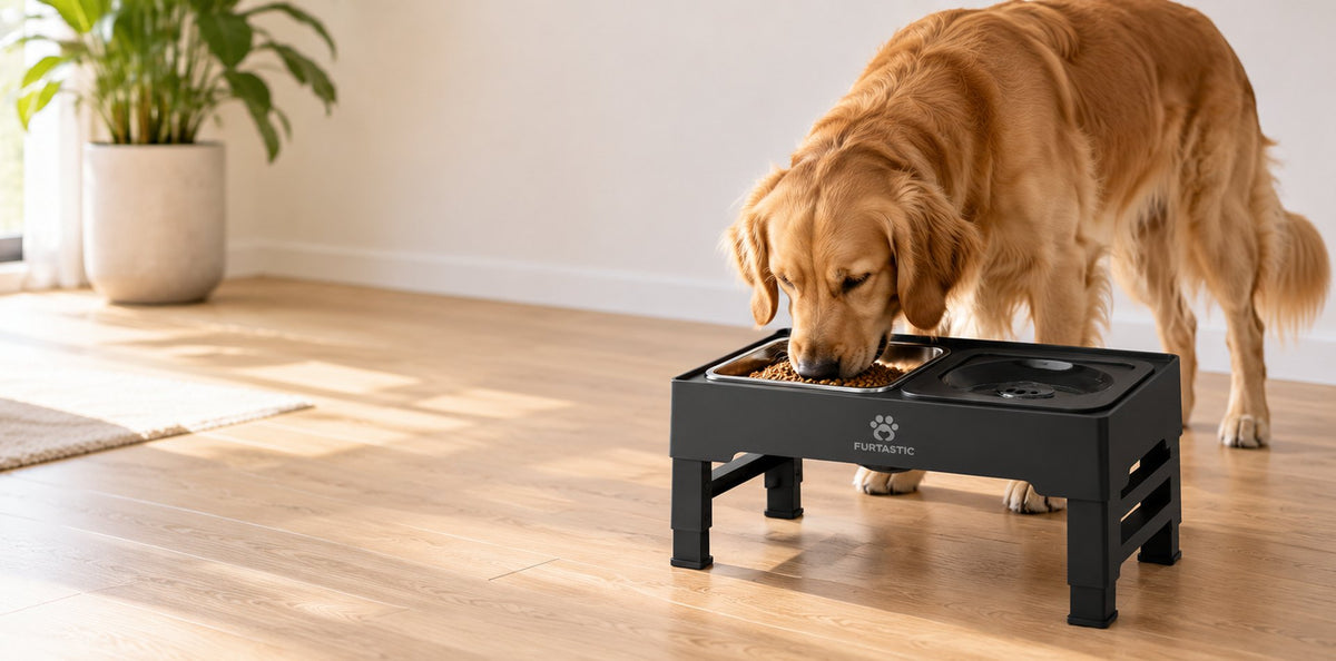 Golden retriever eet uit een verhoogde voerbakset van FURTASTIC in een lichte woonkamer